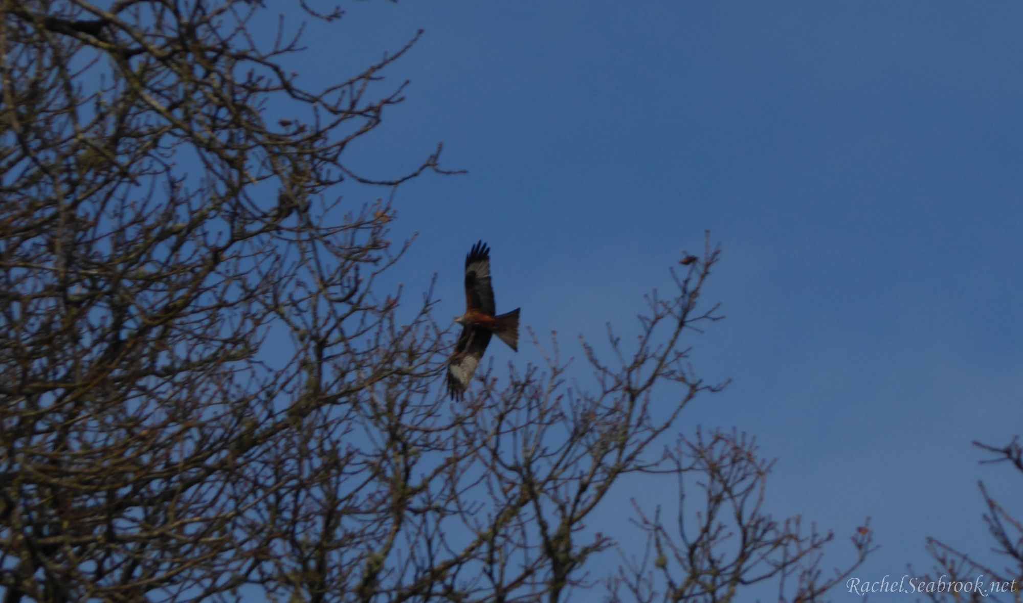 Red kite